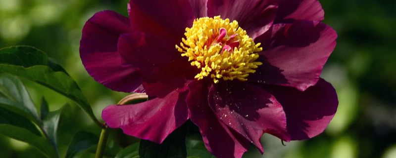 芍药花凋谢后怎么养护（芍药花凋谢后怎么养护和管理）