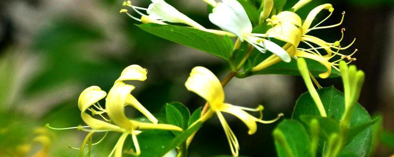 金银花冬天落叶吗 金银花是吉树还是凶树