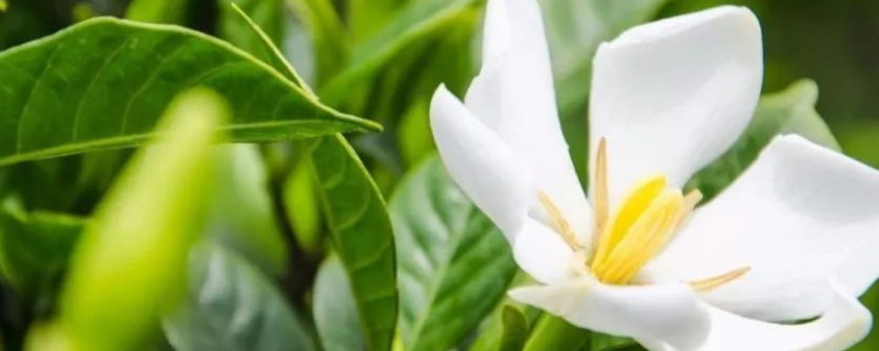 栀子花有几种品种（栀子花有几种品种）