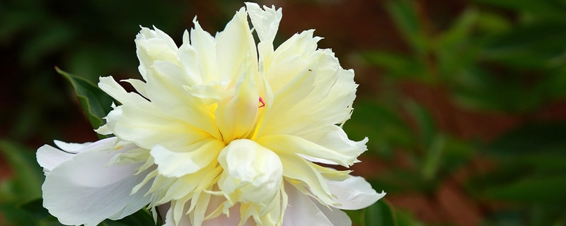 芍药春季可以移栽吗（芍药春季可以移栽吗北方）