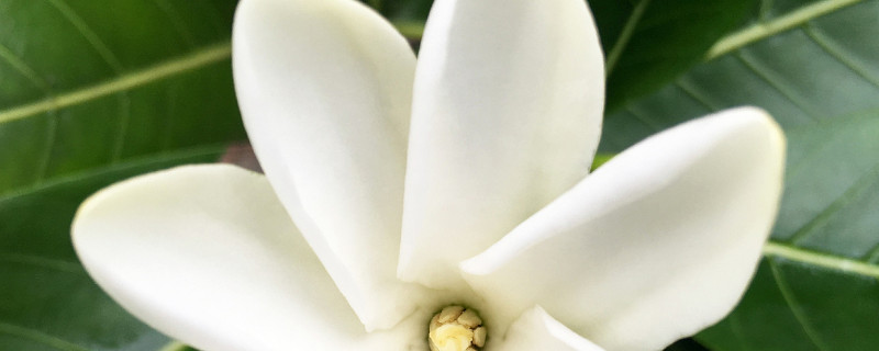 栀子花不开花的原因 栀子花不开花的原因和方法