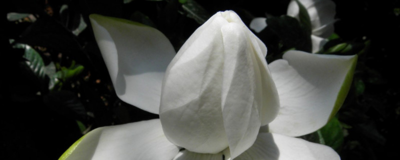 栀子花的花期多长时间 栀子花的花期多长时间正常