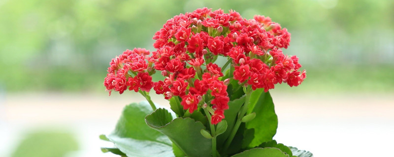长寿花冬天开花吗（长寿花冬天开花吗怎么养）