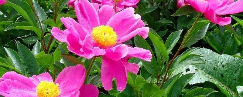 芍药花夏季怎么保养 芍药花期养护