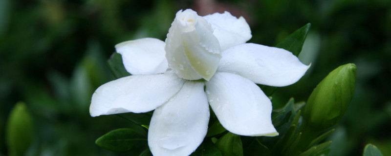 栀子花和栀子一样吗（栀子花和栀子一样吗）