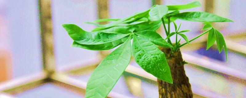 发财树怎样增加芽眼（发财树怎样增加芽眼呢）