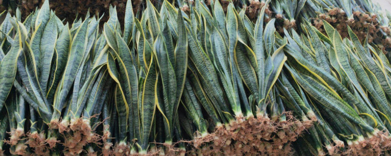 虎皮兰耐冻吗（虎皮兰耐冻吗耐寒吗）