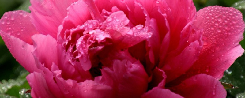 牡丹花夏天是不是应该枯萎（牡丹花到夏天怎么都枯黄掉了）