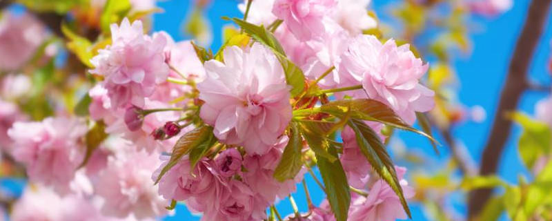 樱花树怎样培育幼苗 樱花树怎么培育