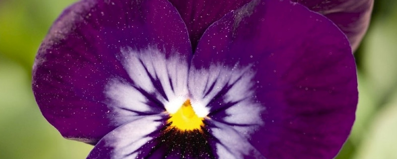蝴蝶兰春节能开花吗（蝴蝶兰春节能开花吗视频）