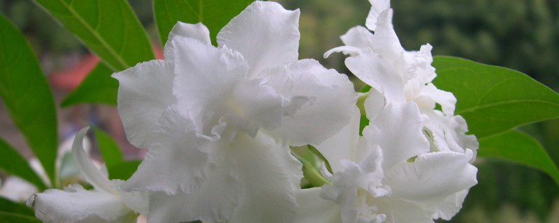 茶花春季掉叶怎么办（茶花春季掉叶怎么办呢）