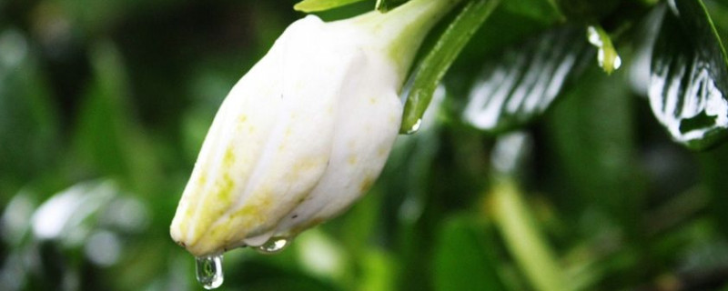 栀子花多久开一次花（为什么家里不能养栀子花）