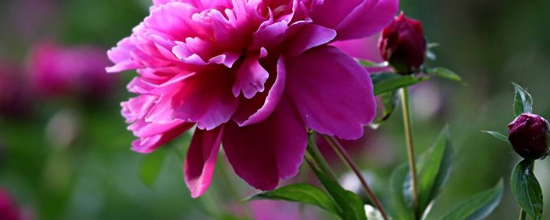 芍药花春天怎么养护（芍药春天怎么养能促进开花）
