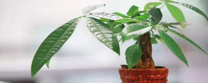 发财树怎么养才茂盛（发财树怎么养才茂盛发财树）