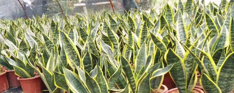 青叶虎皮兰养殖方法 青叶虎皮兰养殖方法视频
