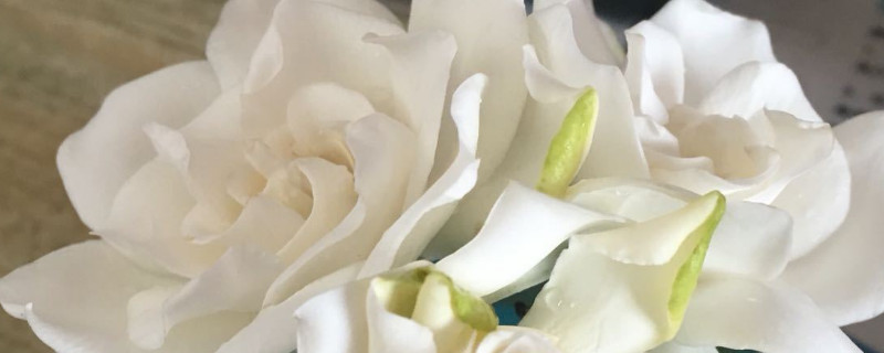 哪种栀子花好养（哪种栀子花好养又好养）