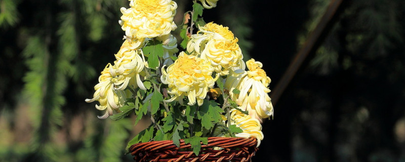 盆栽菊花怎样修剪（盆栽菊花怎样修剪视频）
