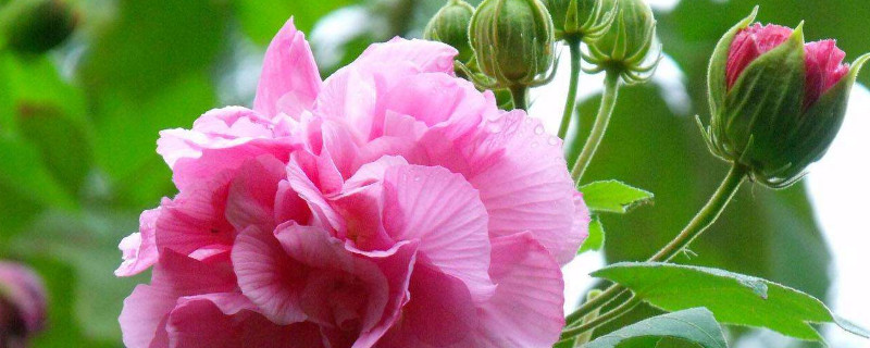 芙蓉花是怎样培育容易活 芙蓉花是怎样培育容易活的