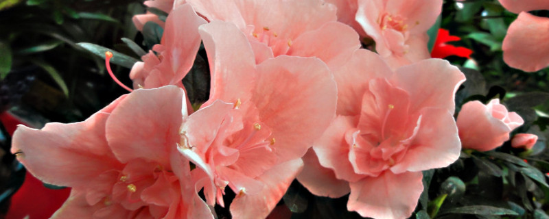 杜鹃花如何造型（杜鹃花怎么做造型手把手教我们）