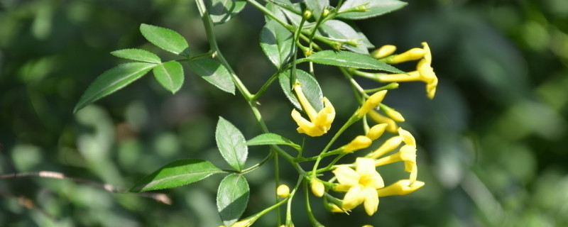 迎春花移栽后几天能生根发芽（迎春花移植后如何管理）