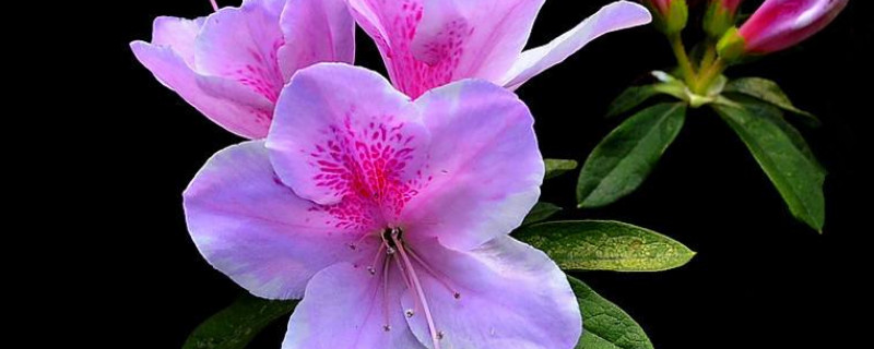 杜鹃花怎么养才开花（杜鹃花怎么养才开花快）