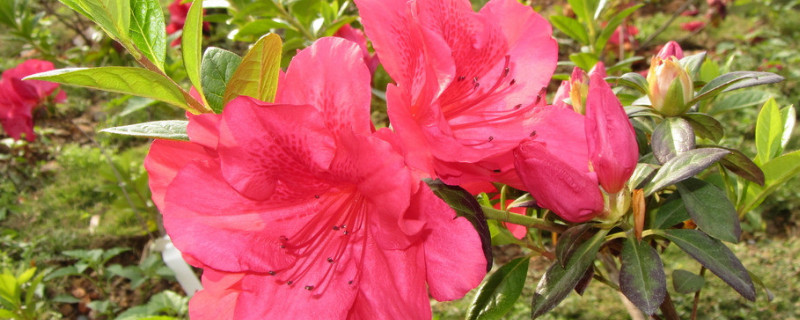 杜鹃花叶子发黄是怎么回事（杜鹃花叶子发黄怎么回事视频解释一下）