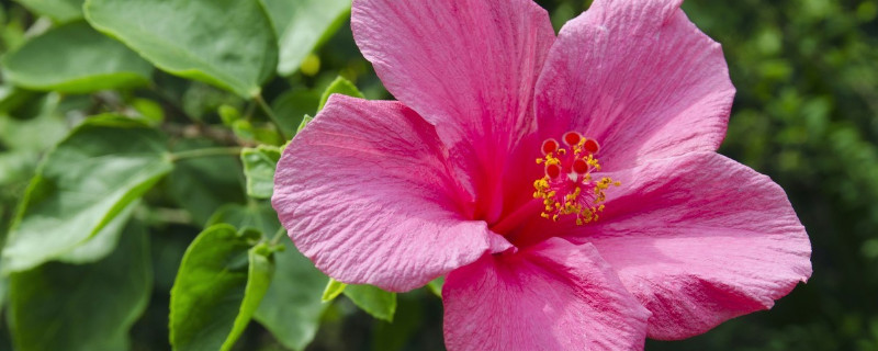 芙蓉花浇水多叶子黄吗（姨妈来前不掉秤）