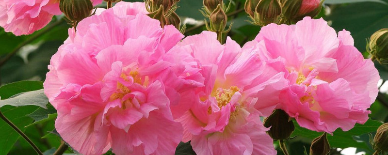 芙蓉花怎么养枝繁叶茂（胶原羹怎么吃）