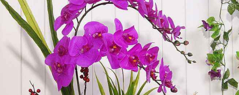 蝴蝶兰春节后怎么养 蝴蝶兰春节后怎么养护