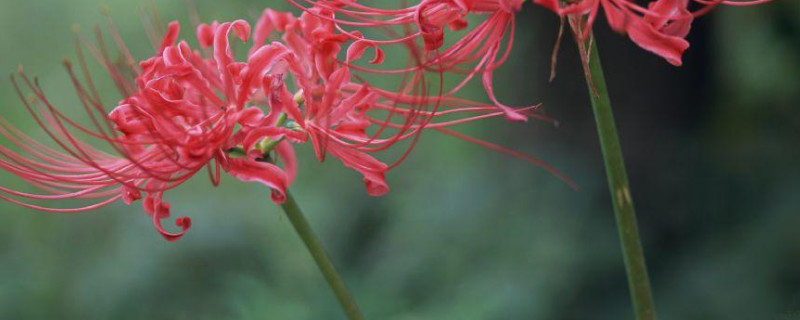 彼岸花什么时候可以移盆 彼岸花什么时候换盆好