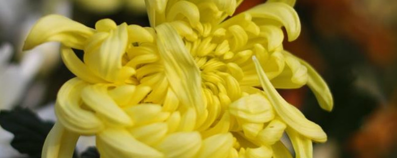 菊花冬天可以分株吗（菊花冬天可以分株吗图片）