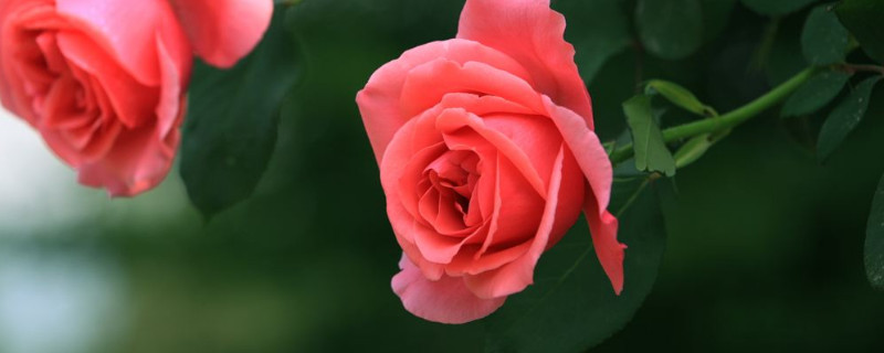 为什么月季花叶子会蔫了 月季花为什么叶子发黄打蔫儿