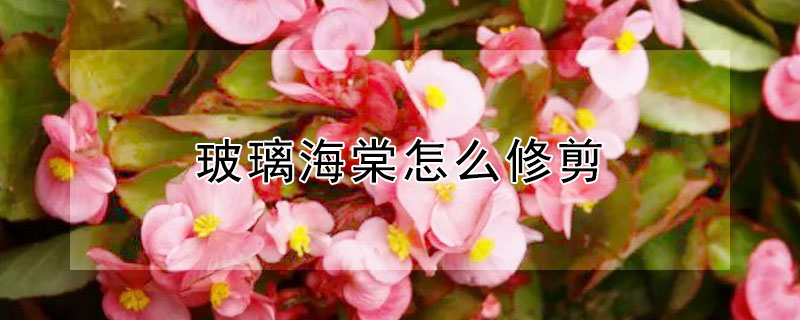 玻璃海棠怎么修剪 玻璃海棠怎么修剪造型