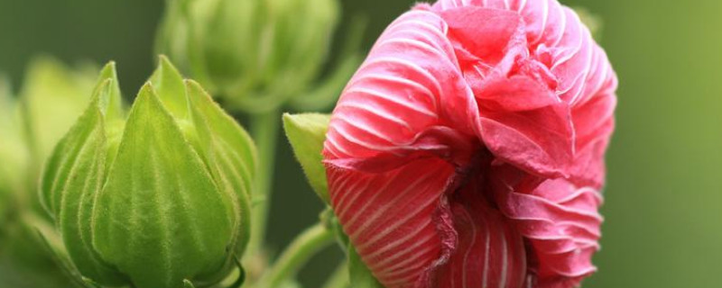 芙蓉花夏天叶黄掉落怎么办（江苏农行校园招聘）