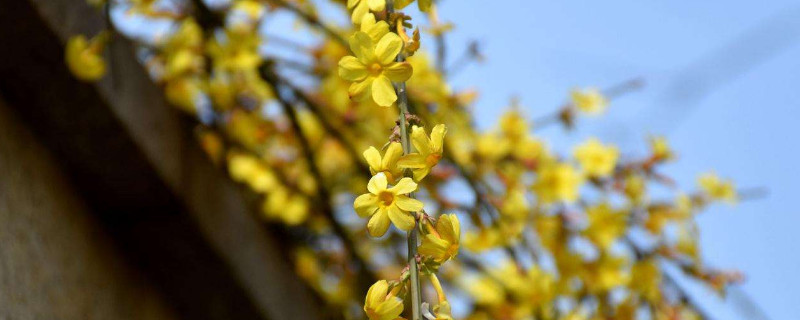 迎春花小苗什么时候移栽好（迎春花什么时候移栽成活率高）