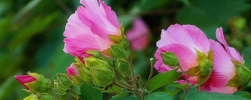 芙蓉花用往花骨朵上浇水吗 芙蓉花可以插活吗
