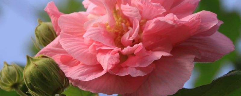 芙蓉花什么时候休眠 芙蓉花什么时候休眠呢