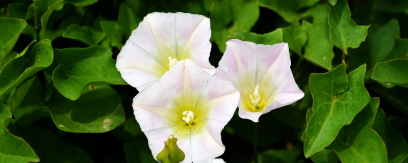 牵牛花冬季室内如何养护 牵牛花冬天怎么养