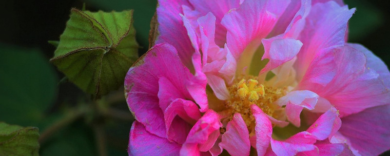 芙蓉花换土根部需要剪吗（芙蓉花换盆后叶子蔫了怎么办）