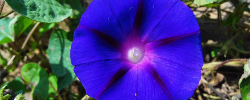 牵牛花怎么移植（牵牛花怎么移植成活率高）