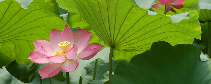 荷花是什么季节开的 杏花是什么季节开的