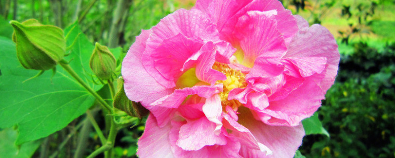 芙蓉花是什么花的别称 芙蓉花是什么花的别称和美称
