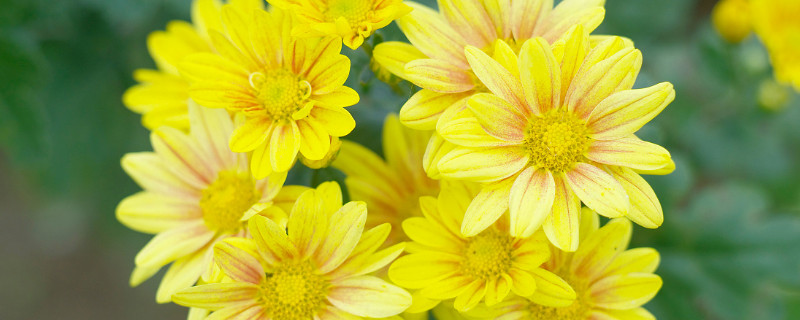 菊花怎么修剪残花 菊花怎么修剪残花枝