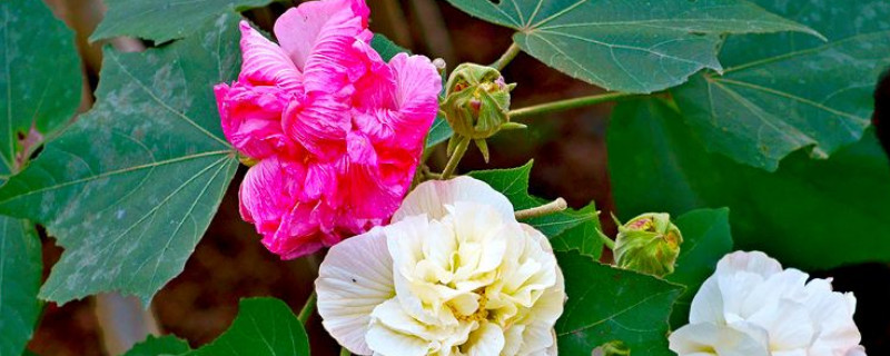 芙蓉花的叶子不好可以剪掉吗 芙蓉花的叶子不好可以剪掉吗图片