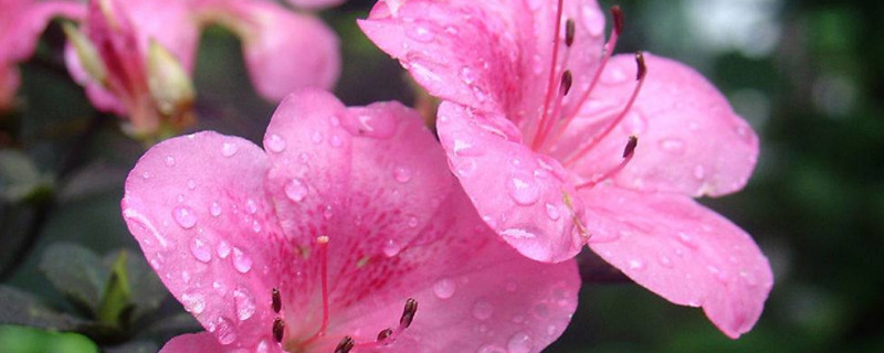 杜鹃花怎么过冬天（杜鹃花怎么过冬天开花）