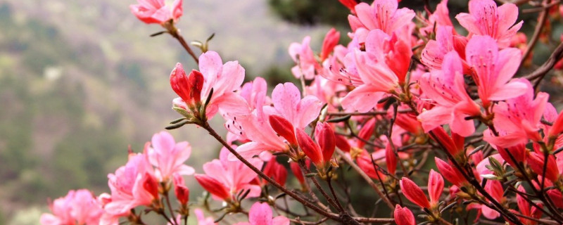 杜鹃花几月换盆合适（杜鹃花几月换盆最好）