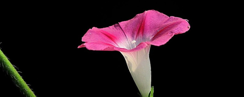 牵牛花是不是在春天开放的 牵牛花是不是在春天开放的花