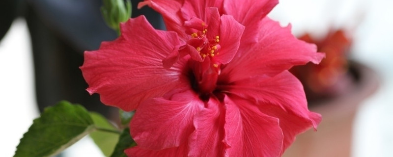 芙蓉花能不能用根繁殖（芙蓉花能不能用根繁殖土种植）