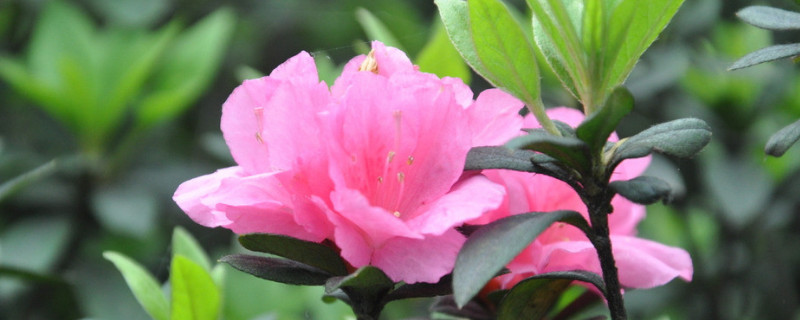 杜鹃花是什么颜色（桃花杜鹃花是什么颜色）