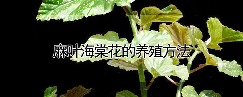 麻叶海棠花的养殖方法（麻叶海棠花的养殖方法和注意事项 盆栽）
